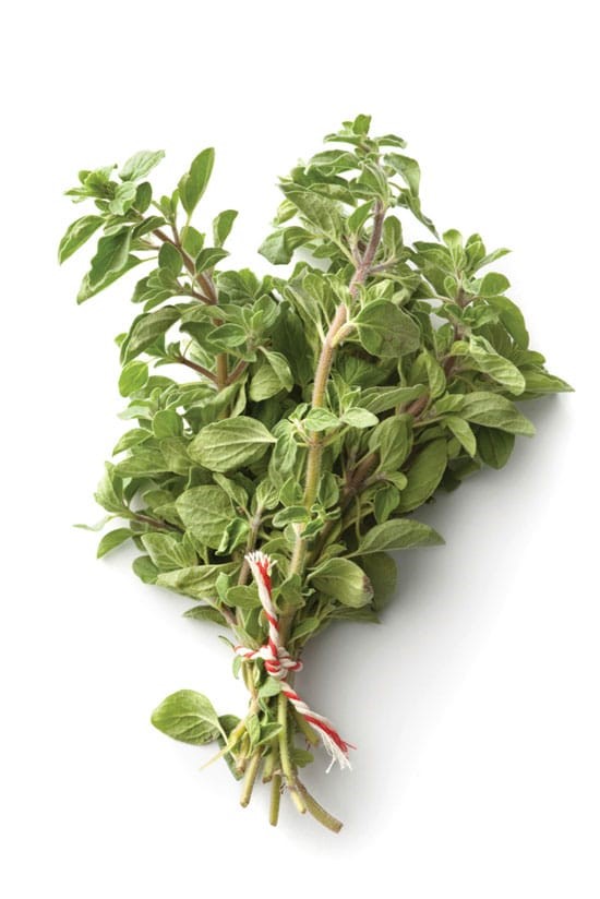 Marjoram
